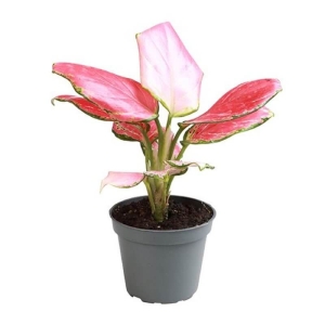Aglaonema Red Dragon ⌇ Aglaonema P6