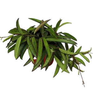 Hoja Wayetii  ⌇ Hoya P12 