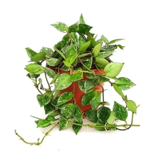 Hoja Splash ⌇ Hoya Krohniana P12 