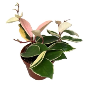 Hoja Krimson Queen ⌇ Hoya Carnosa P12