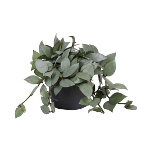 Hoja Eskimo ⌇ Hoya Krohniana P12