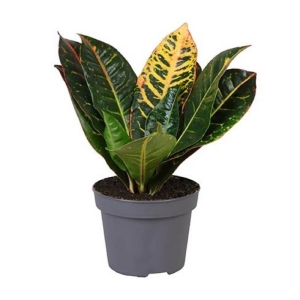 Trójskrzyn pstry Petra ⌇ Codiaeum variegatum P12