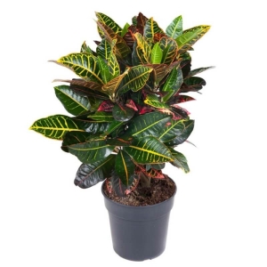 Trójskrzyn pstry Petra ⌇ Codiaeum variegatum P21
