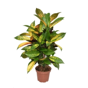Trójskrzyn pstry Mrs Iceton ⌇ Codiaeum variegatum P14