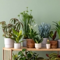 trojskrzyn-pstry-mammi-roslinne-aranzacje.jpg