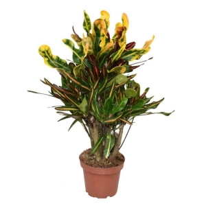 Trójskrzyn pstry Mammi ⌇ Codiaeum variegatum P14