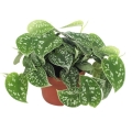 sadzonka-scindapsus-pictus.jpg