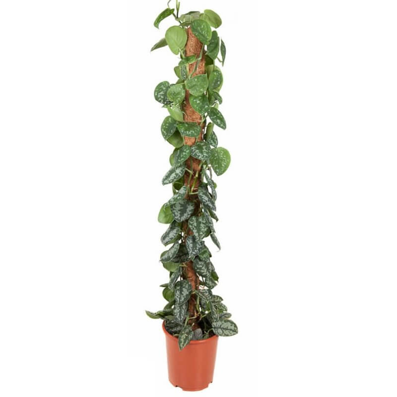 sadzonka-scindapsus-pictus-xxl.jpg