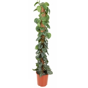 Scindapsus pstry na paliku ⌇ Scindapsus pictus P27