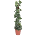 scindapsus-pictus-trebie-xl-sadzonka.jpg