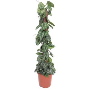 Scindapsus pstry Trebie na paliku ⌇ Scindapsus pictus P24 