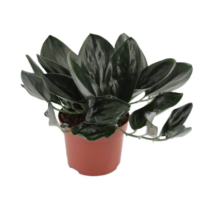 sadzonka-scindapsus-treubii-dark-form.jpg