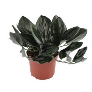 Scindapsus Dark Form ⌇ Scindapsus treubii P12