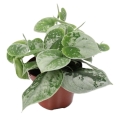 sadzonka-scindapsus-pictus-silvery-ann.jpg