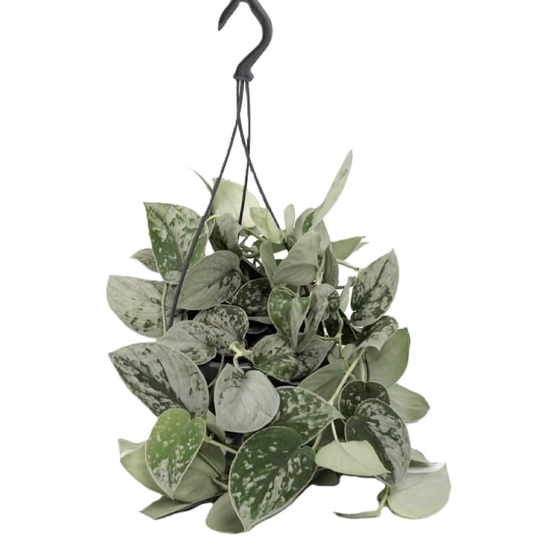 sadzonka-scindapsus-pictus-silvery-ann-w-wiszacym-koszu.jpg