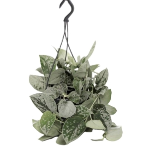 Scindapsus Silvery Ann w wiszącym koszu ⌇ Scindapsus pictus P14