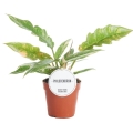 filodendron-ring-of-fire-sadzonka.jpg