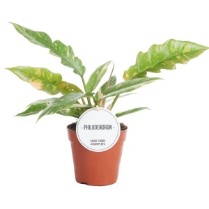 Filodendron Ring of Fire ⌇ Philodendron P12 