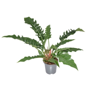 Filodendron Narrow Escape ⌇ Philodendron P14 