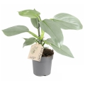 filodendron-silver-sword-sadzonka.jpg
