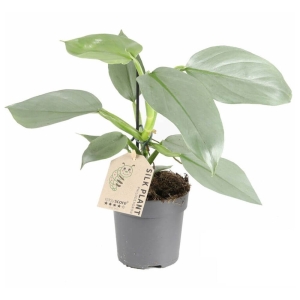 Filodendron Silver Sword ⌇ Philodendron hastatum P12