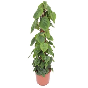 Filodendron pnący XL na paliku⌇ Philodendron scandens P24