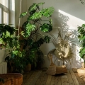 filodendron-pnacy-xl-rosliny-w-salonie.jpg