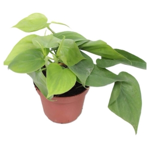 Filodendron pnący ⌇ Philodendron scandens P12