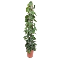 filodendron-pnacy-xxl-sadzonka.jpg