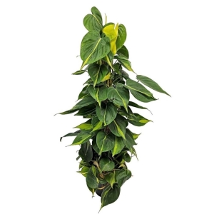 Filodendron Brasil L na paliku ⌇ Philodendron scandens P17