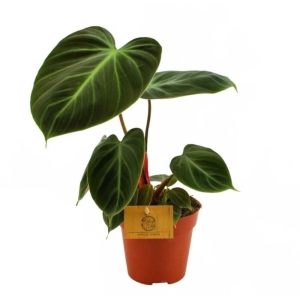 Filodendron El Choco Red ⌇ Philodendron P12 
