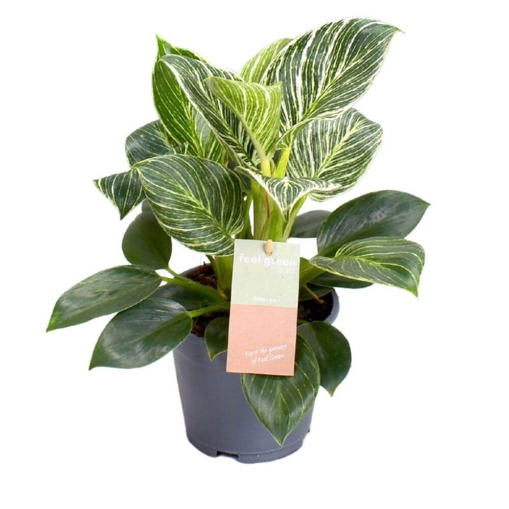 filodendron-birkin-sadzonka.jpg