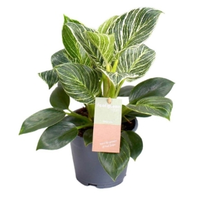 Filodendron Birkin ⌇ Philodendron P14