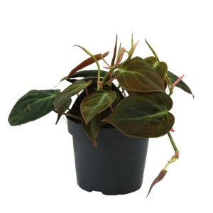 Filodendron pnący Micans ⌇ Philodendron scandens P12