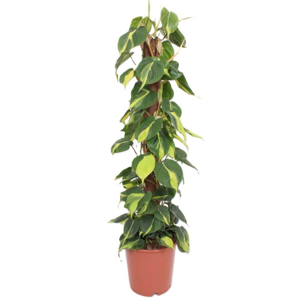 filodendron-brazil-xl-p24-sadzonka.jpg