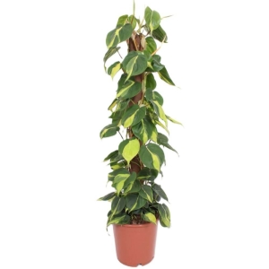 Filodendron Brasil XL na paliku ⌇ Philodendron scandens P24