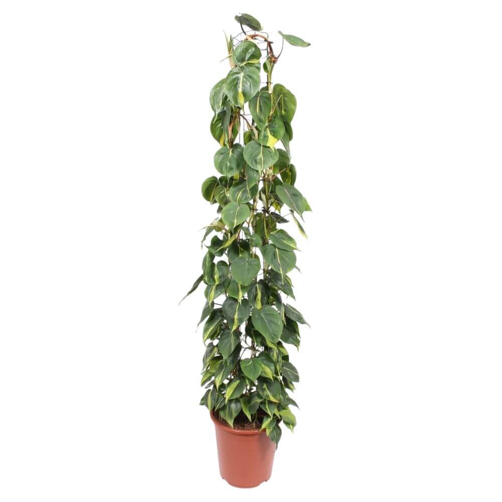 filodendron-brazil-xxl-p27-sadzonka.jpg