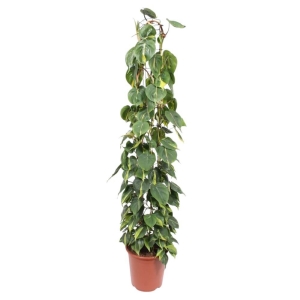Filodendron Brasil XXL na paliku ⌇ Philodendron scandens P27