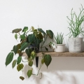 filodendron-pnacy-micans-p12-w-pokoju.jpg