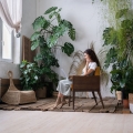 filodendron-brazil-xl-p24-rośliny-w-salonie.jpg