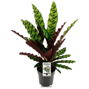 Kalatea lancetolistna ⌇ Calathea lancifolia P14