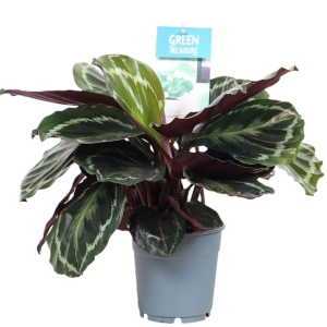Kalatea Medallion ⌇ Calathea orbifolia P12