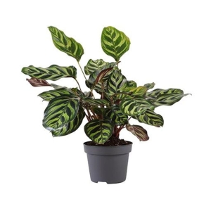 Kalatea Makoya ⌇ Calathea makoyana P12