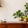 filodendron-pnacy-micans-p12-rosliny-w-salonie.jpg