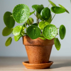 Pieniążek ⌇ Pilea peperomioides