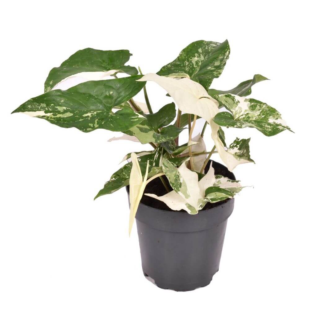 syngonium-albo-variegatum-p12-sadzonka.jpg