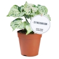 syngonium-green-splash-p12-sadzonka.jpg