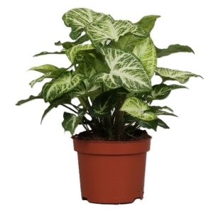 Syngonium Arrow ⌇ Syngonium P12