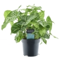 syngonium-arrow-feel-green-p14-sadzonka.jpg