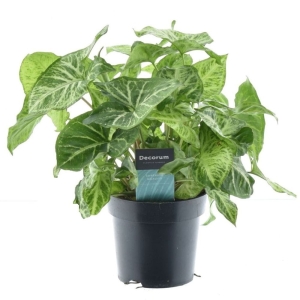 Syngonium Arrow Feel Green ⌇ Syngonium P14